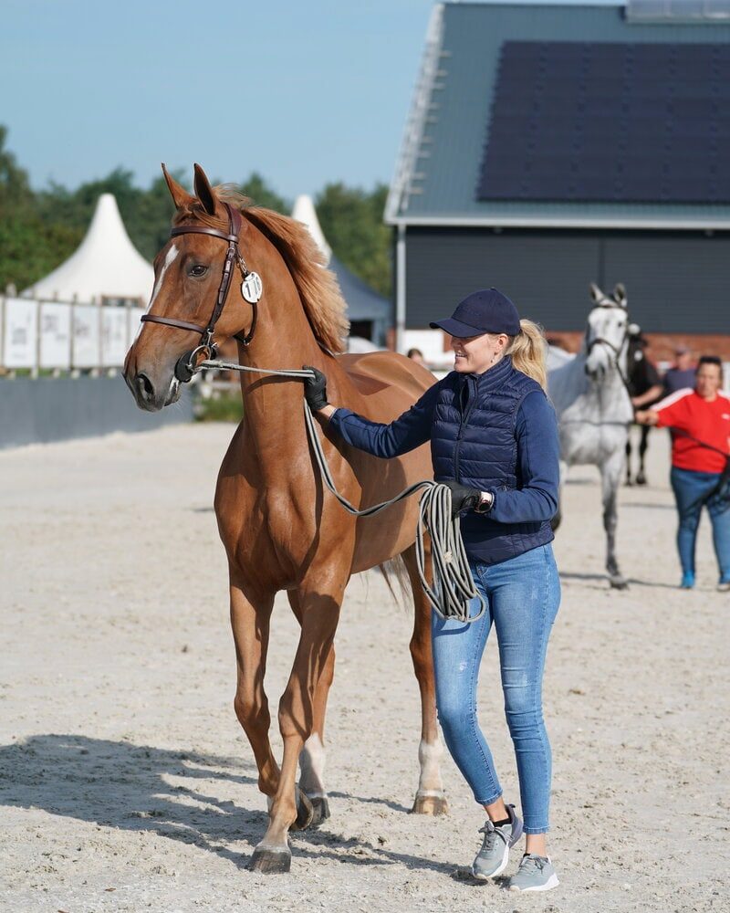 Handler leading a chestnut horse at a competition yard